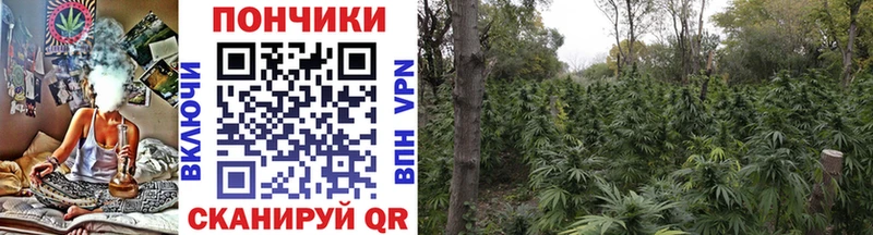 Шишки марихуана OG Kush  Купить  Новое Девяткино 